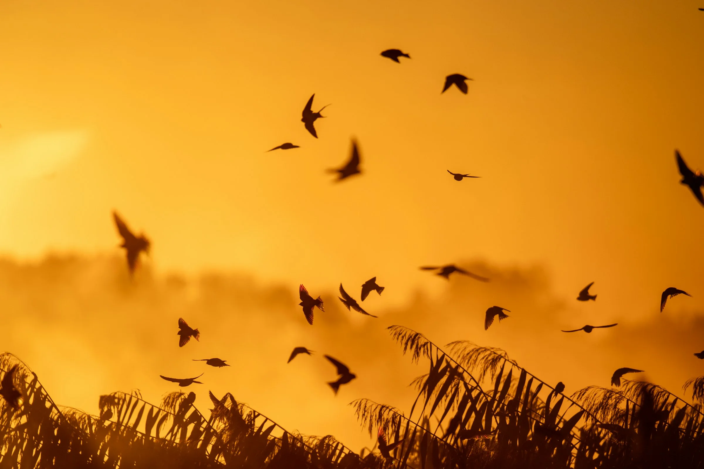 A flock of birds rising across a warm dawn sky.