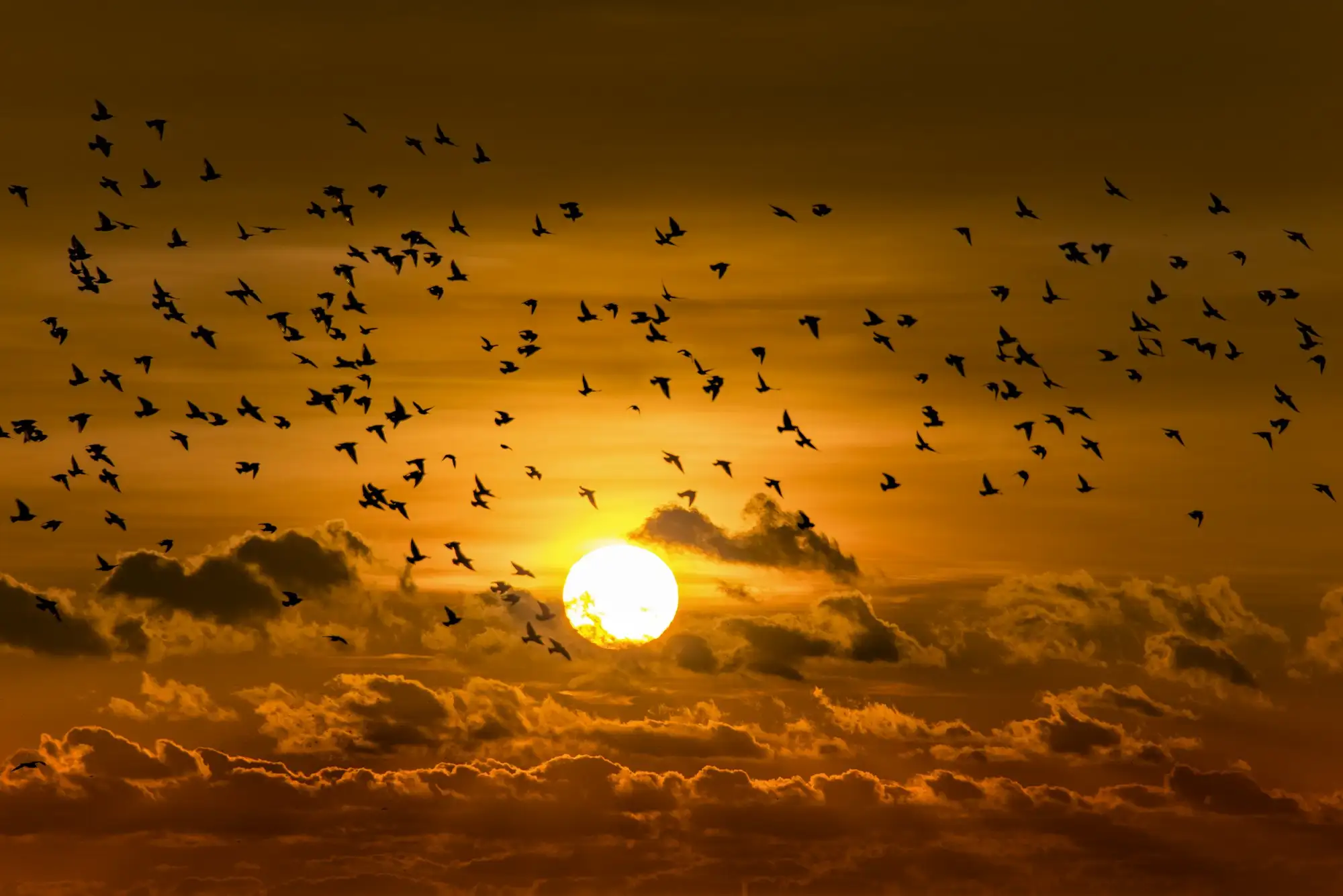 A flock of birds lifting into a dawn sky.
